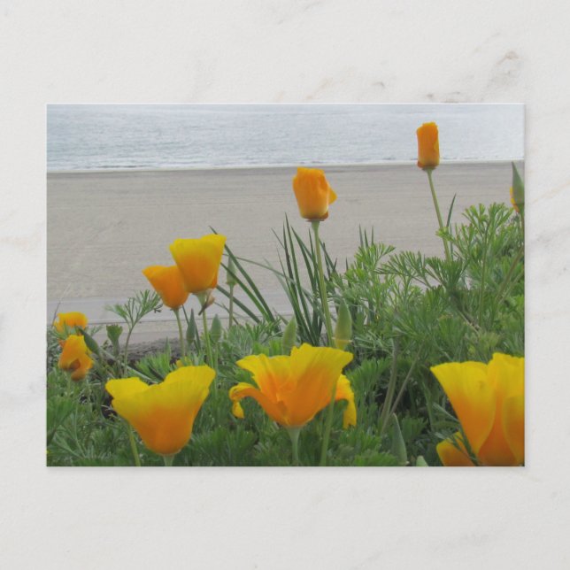 Postal Postcard - California Poppies en la playa (Anverso)