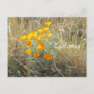 Postal Postcard - California Poppy