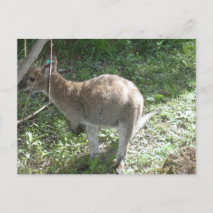 Postal ¡Postcard canguro!