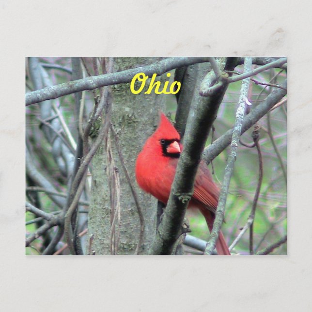 Postal Postcard Cardinal Ohio (Anverso)