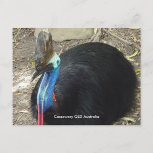 Postal Postcard Cassowary QLD Australia