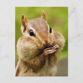 Postal Postcard Cheeky Chipmunk