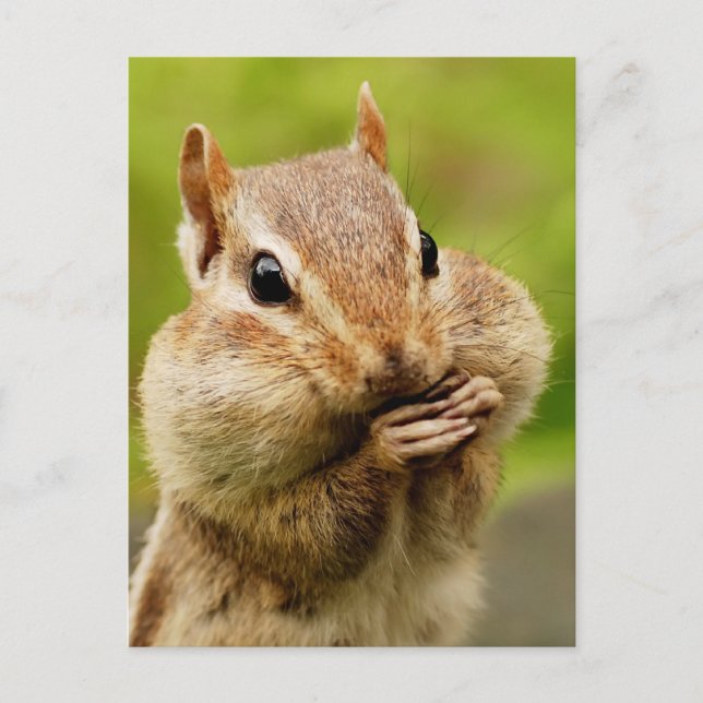 Postal Postcard Cheeky Chipmunk (Anverso)