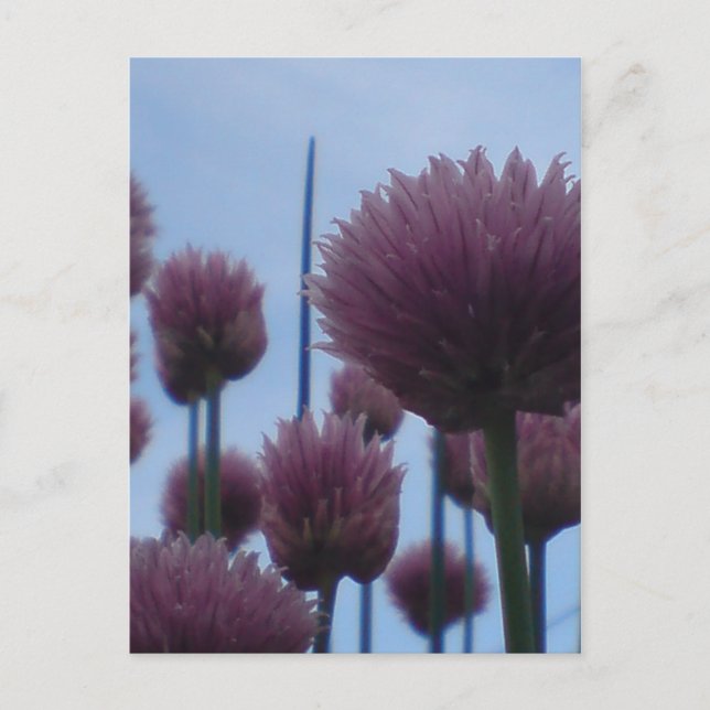 Postal Postcard - Chives Image 1 (Anverso)