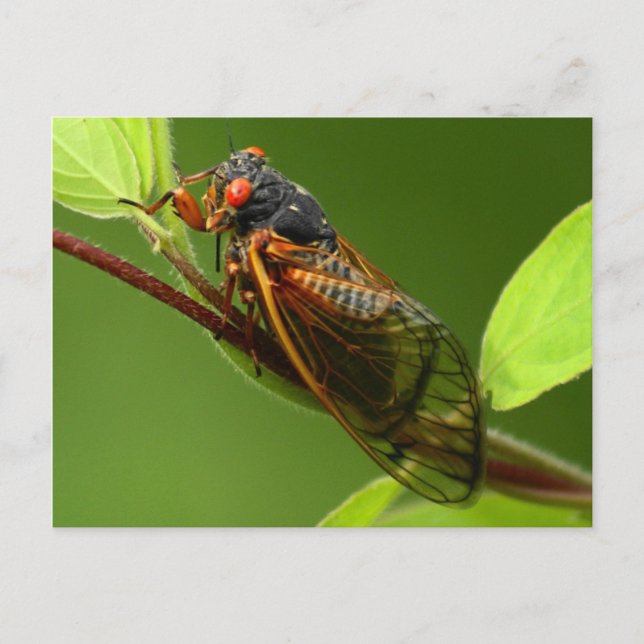 Postal Postcard Cicada (Anverso)