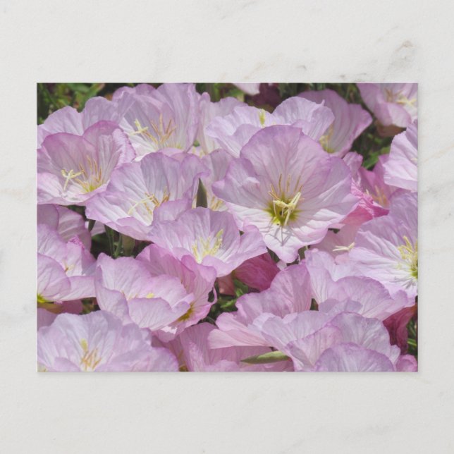 Postal Postcard - Cierre de Primrose (Anverso)