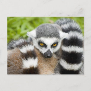 Postal Postcard - Cola de rayas de lemur