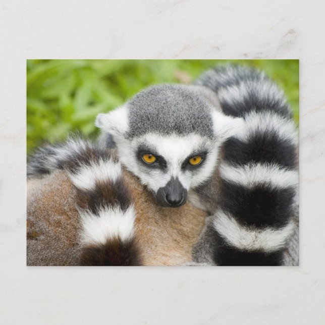 Postal Postcard - Cola de rayas de lemur cúrcuma (Anverso)
