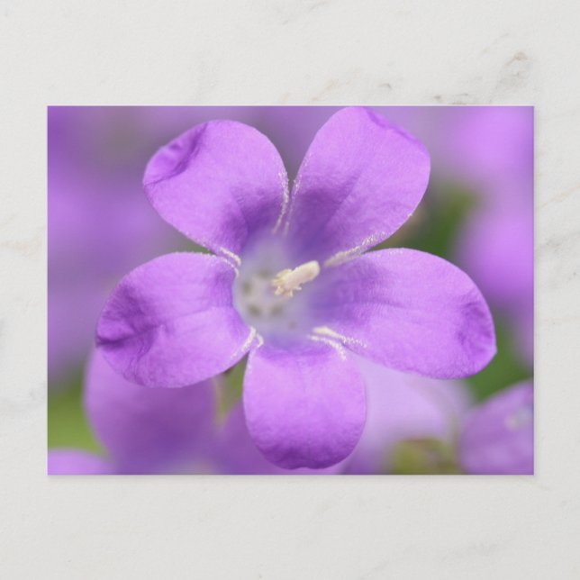 Postal Postcard Companula (Anverso)