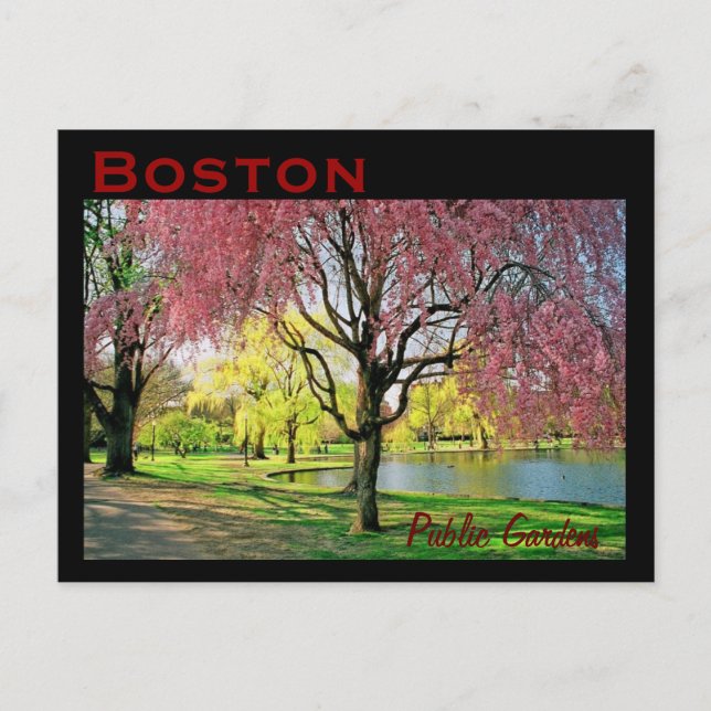 Postal Postcard común de Boston - Personalizado (Anverso)