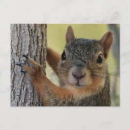 Postal Postcard con ardilla de árbol