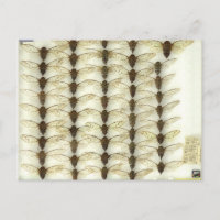 Postcard con cigarras