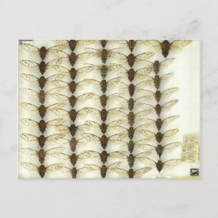 Postal Postcard con cigarras