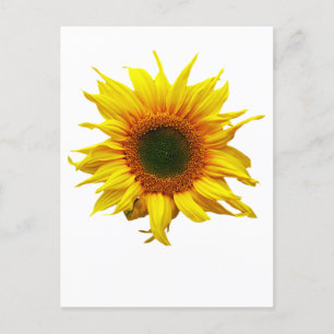 Postal Postcard con diseño de girasol