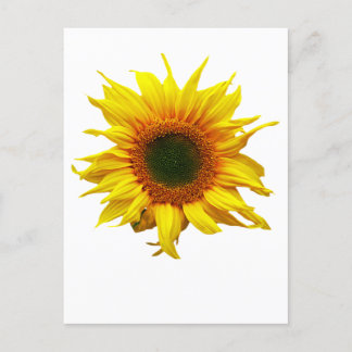 Postal Postcard con diseño de girasol