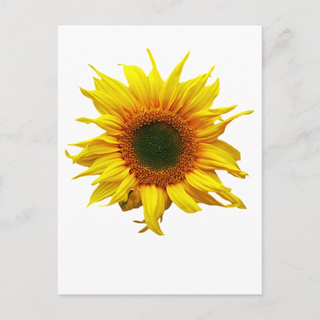 Postal Postcard con diseño de girasol (Anverso)