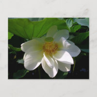 Postcard con flor blanco delicado de Lotus