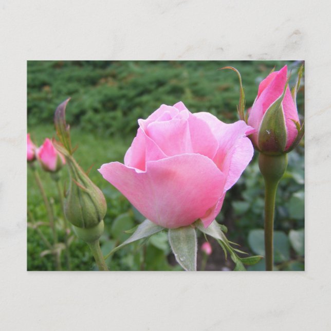 Postal Postcard con hermosas rosas rosas rosas (Anverso)
