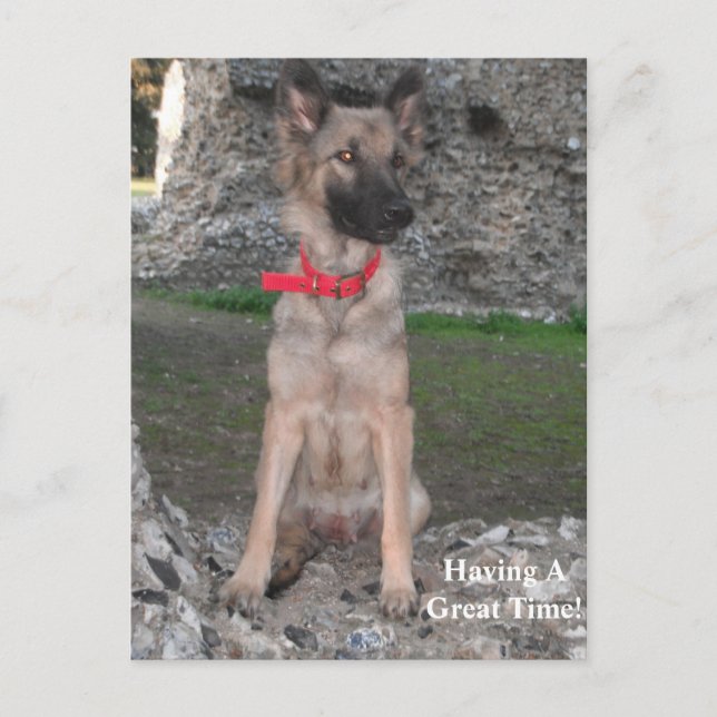 Postal Postcard Con Visita De Ruina Del Castillo De Pasto (Anverso)