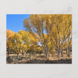 Postal Postcard: Cottonwoods amarillo