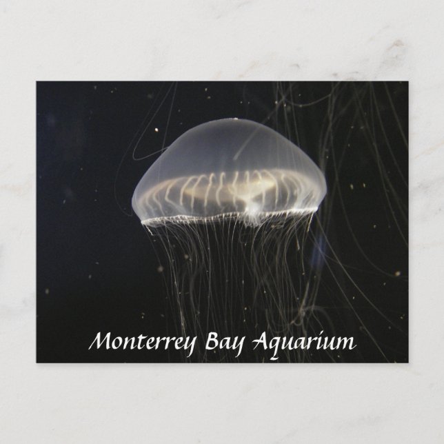 Postal Postcard: Crystal Jelly (Anverso)