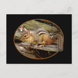 Postal Postcard Cute Chipmunk