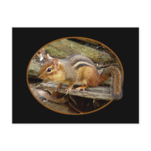Postcard Cute Chipmunk