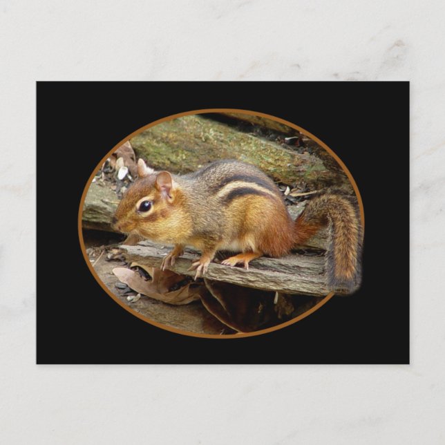 Postal Postcard Cute Chipmunk (Anverso)