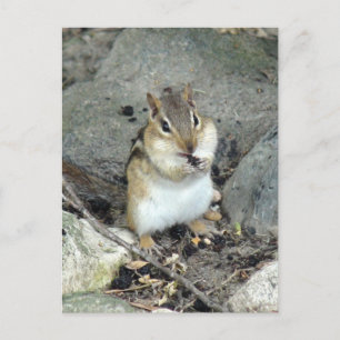 Postal Postcard Cute Chipmunk