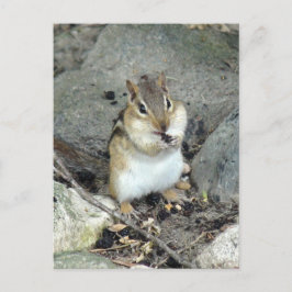 Postal Postcard Cute Chipmunk