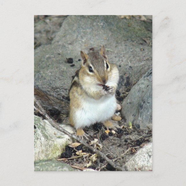 Postal Postcard Cute Chipmunk (Anverso)