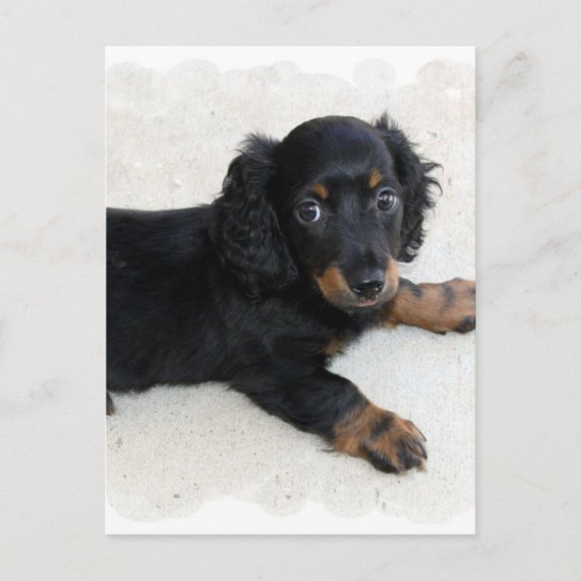 Postal Postcard Cute Daschund (Anverso)