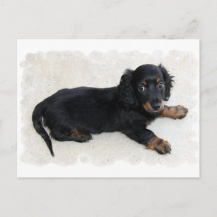 Postal Postcard Cute Daschund