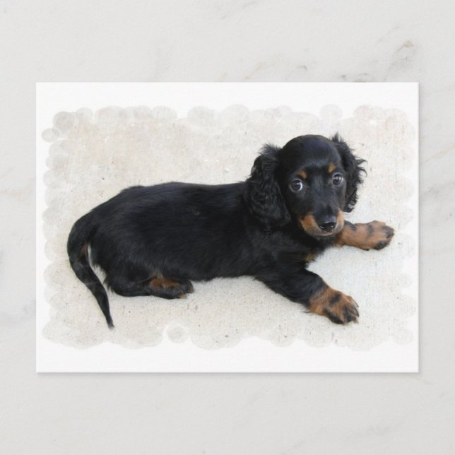 Postal Postcard Cute Daschund (Anverso)