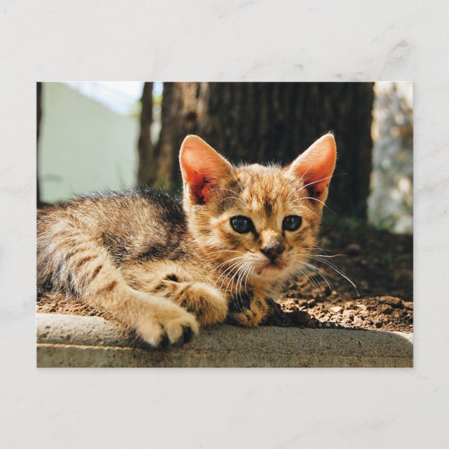 Postal Postcard Cute Kitten (Anverso)