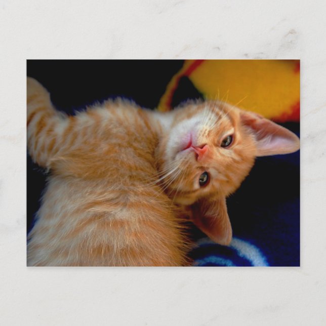 Postal Postcard Cute Kitten (Anverso)