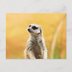 Postal Postcard Cute Meerkat
