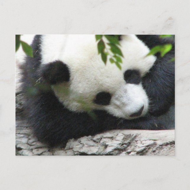 Postal Postcard Cute Panda (Anverso)