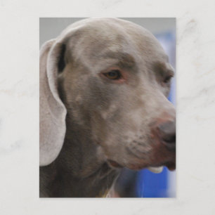 Postal Postcard Cute Weimaraner
