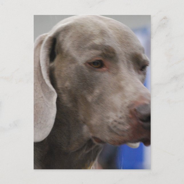 Postal Postcard Cute Weimaraner (Anverso)