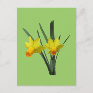 Postal Postcard - Daffodil