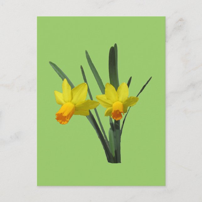Postal Postcard - Daffodil (Anverso)