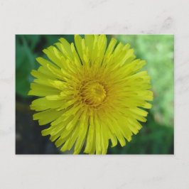 Postal Postcard - Dandelion