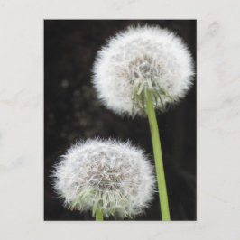 Postal Postcard - Dandelions