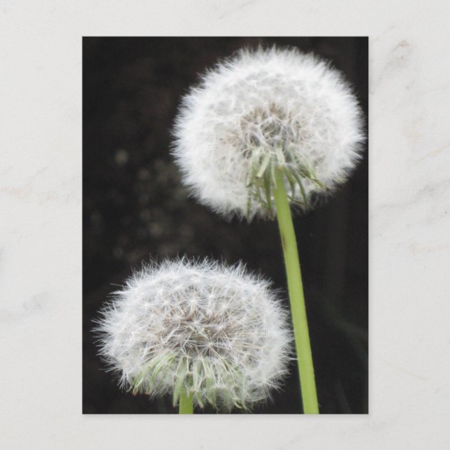 Postal Postcard - Dandelions (Anverso)