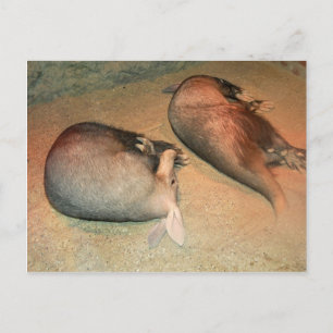 Postal Postcard de Aardvarks
