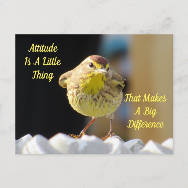 Postal Postcard de actitud - Ave Palm Warbler (Anverso)