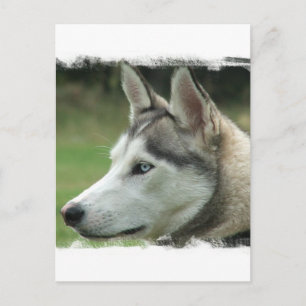 Postal Postcard de Alaskan Husky