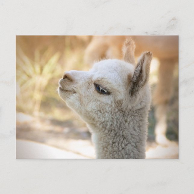 Postal Postcard de Alpaca Celeste (Anverso)