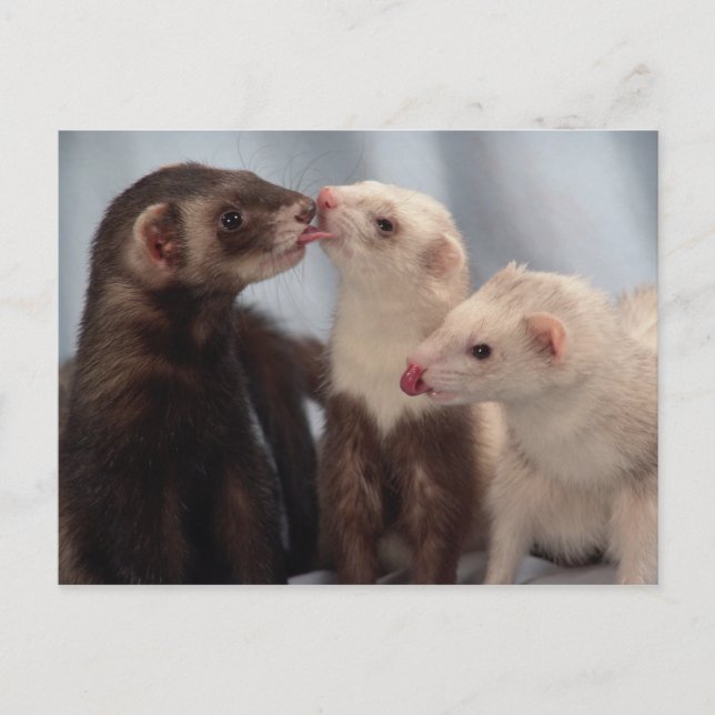 Postal Postcard de amor ferret (Anverso)